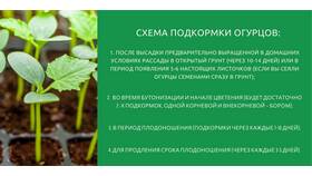 Как правильно использовать удобрения в огороде в Аптека от склада
