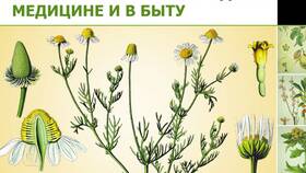 Лекарственные растения и их применение в Аптека от склада